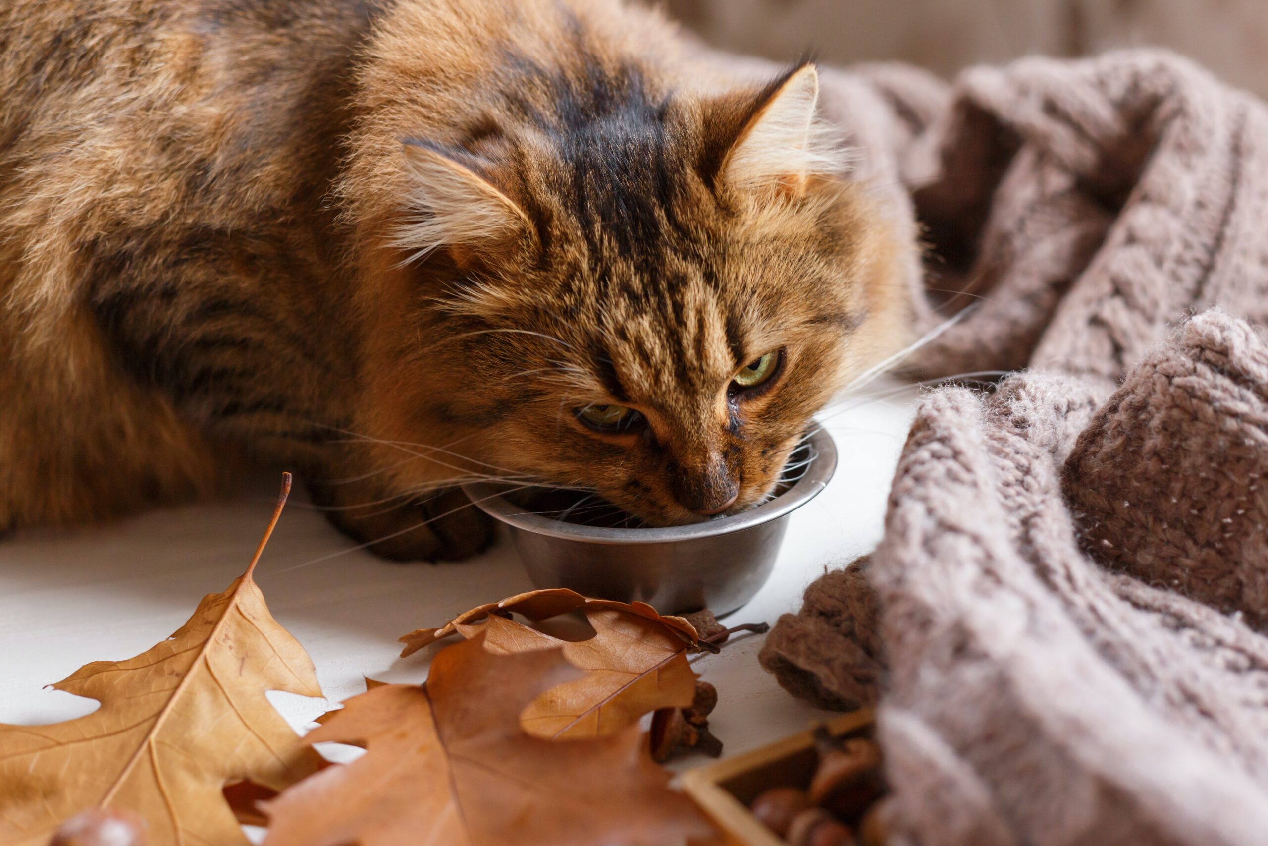 Sucha karma dla kota Prevital – co warto wiedzieć