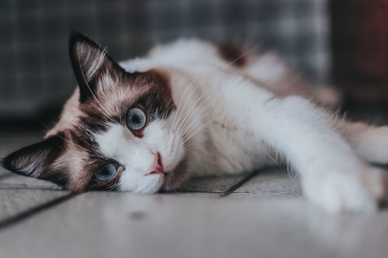 Karma dla kotów kastrowanych – specjalna dieta dla szczególnych potrzeb